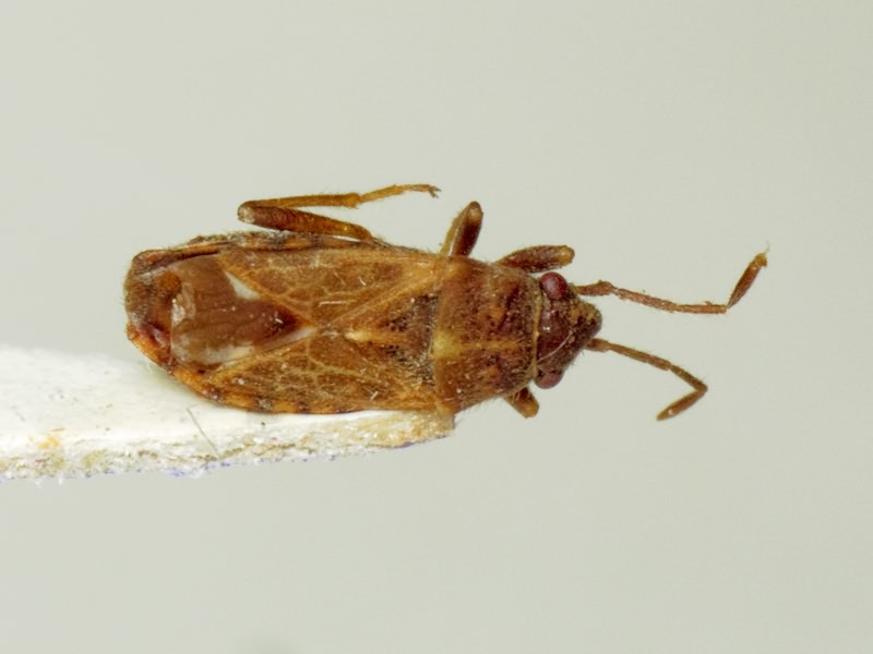 Lygaeosoma sardeum Spinola, 1837